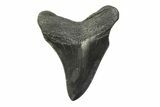 Fossil Megalodon Tooth - South Carolina #341398-1